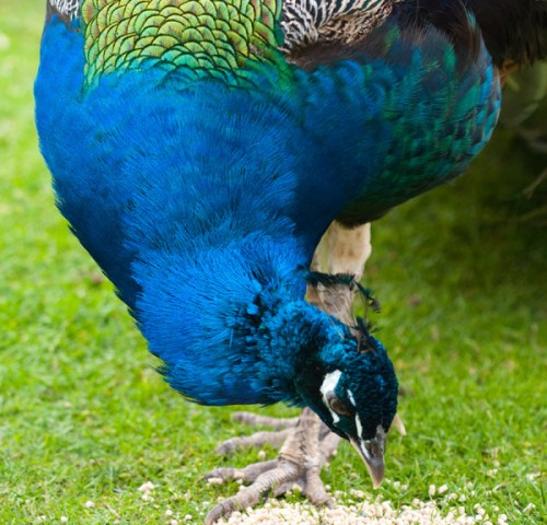 Btsc_3811_copy-small