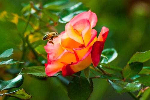 Bosc_0551_copy-small