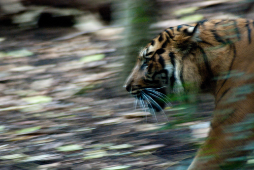 Fast Moving Predator