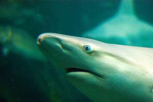 That Look of Surprise