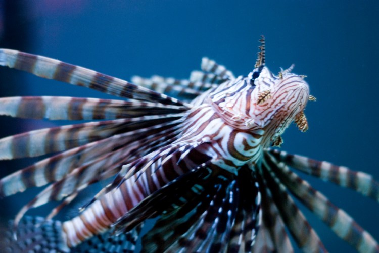 The Lion Fish - King of the Underwater Jungle