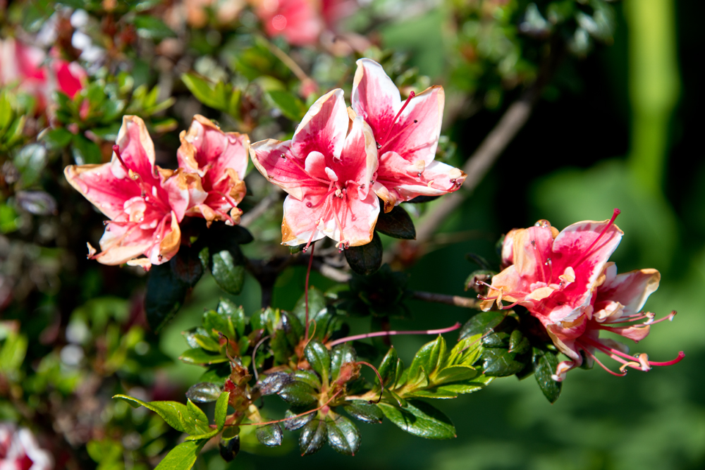 DSC_4707-s
